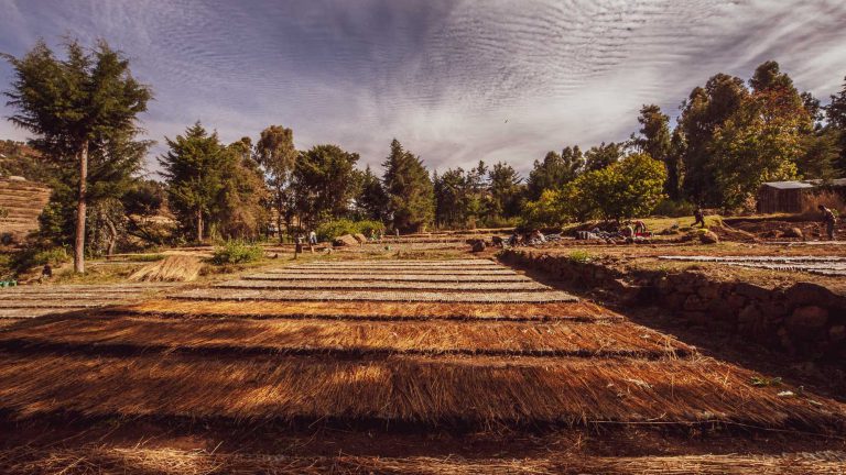 Ethio trees, le nouveau projet éco-responsable de Davines
